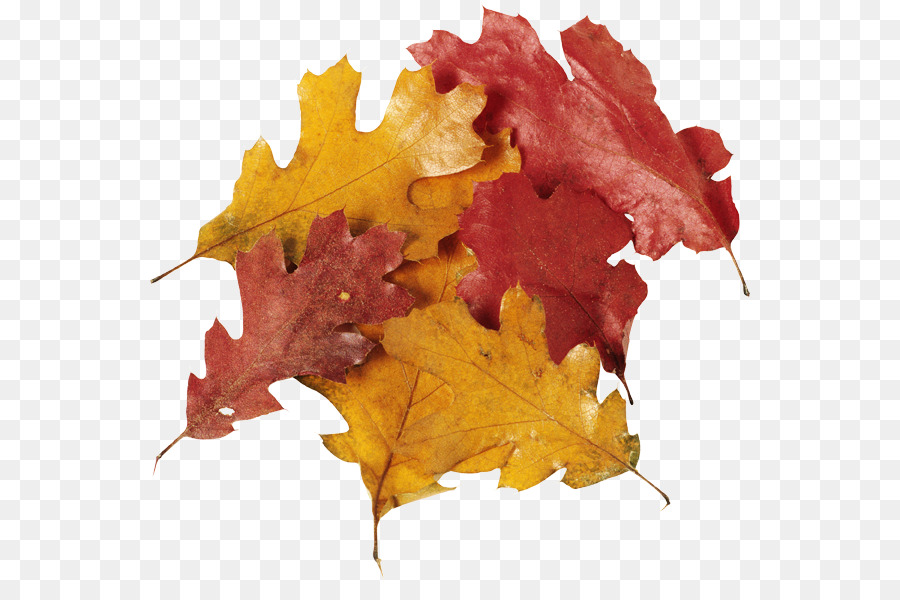 Feuilles D'automne，Automne PNG