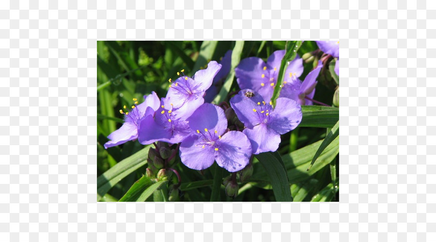 Iris，Virginie Spiderwort PNG