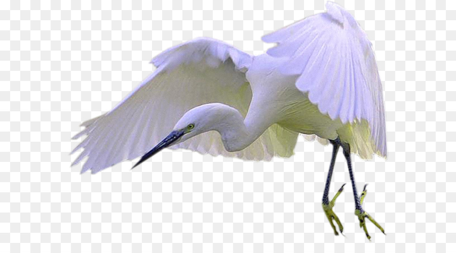 Oiseau Blanc，Vol PNG