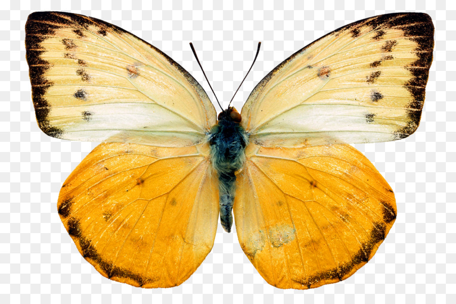 Papillon，Noeud Papillon PNG