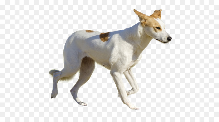 Galgo Espagnol，Crabot De Canaan PNG