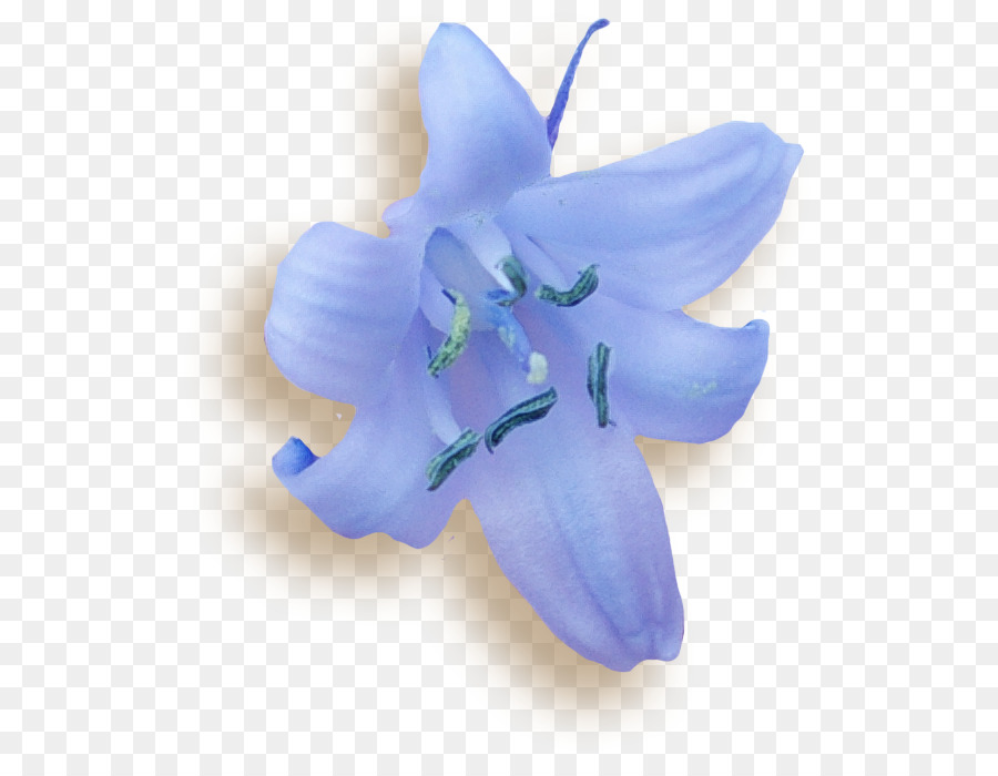 Campanule，Teigne Des Orchidées PNG