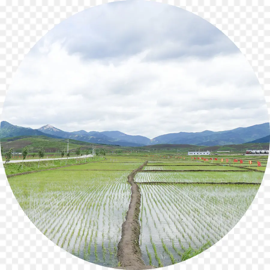 Champ De Riz，Agriculture PNG