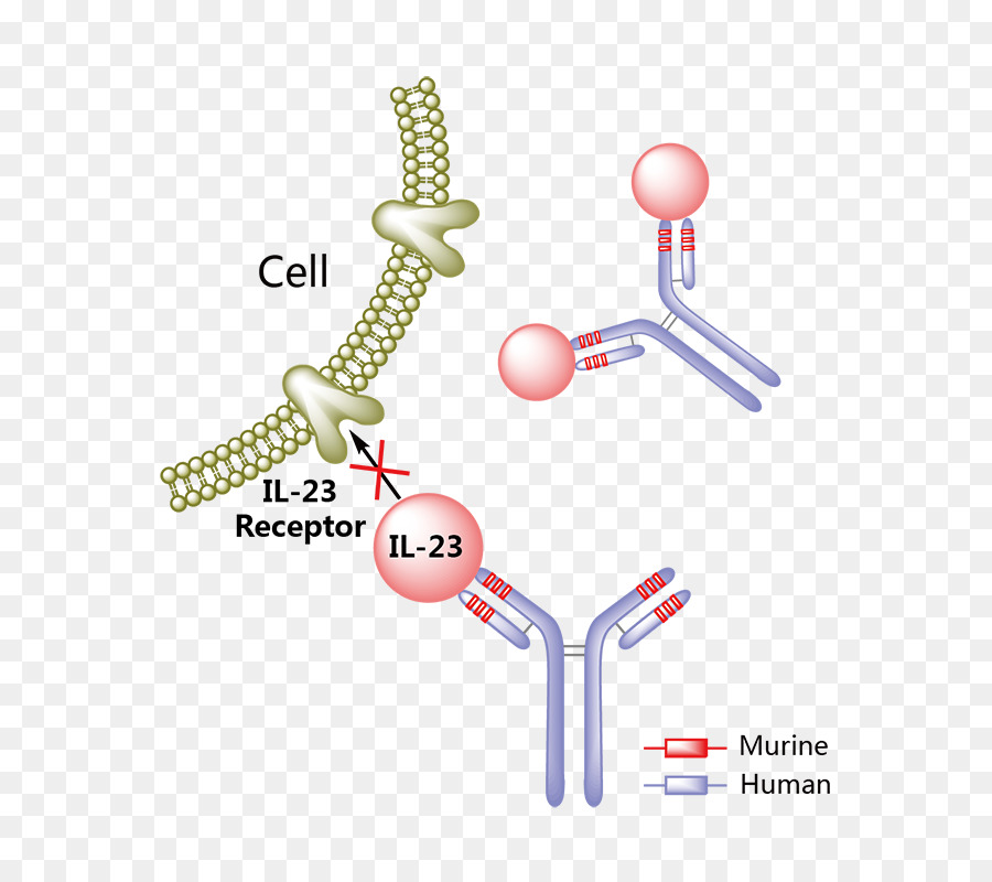 Récepteur Cellulaire，Anticorps PNG