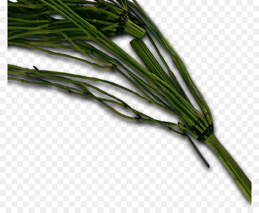 Ciboulette，Herbe PNG