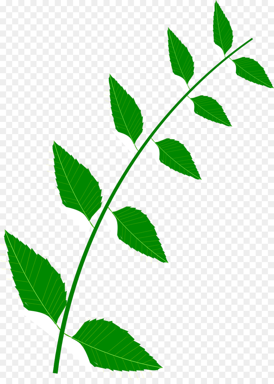 Feuille Verte，Nature PNG