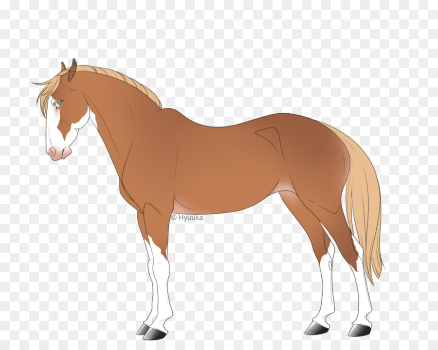 Poulain，Poney PNG