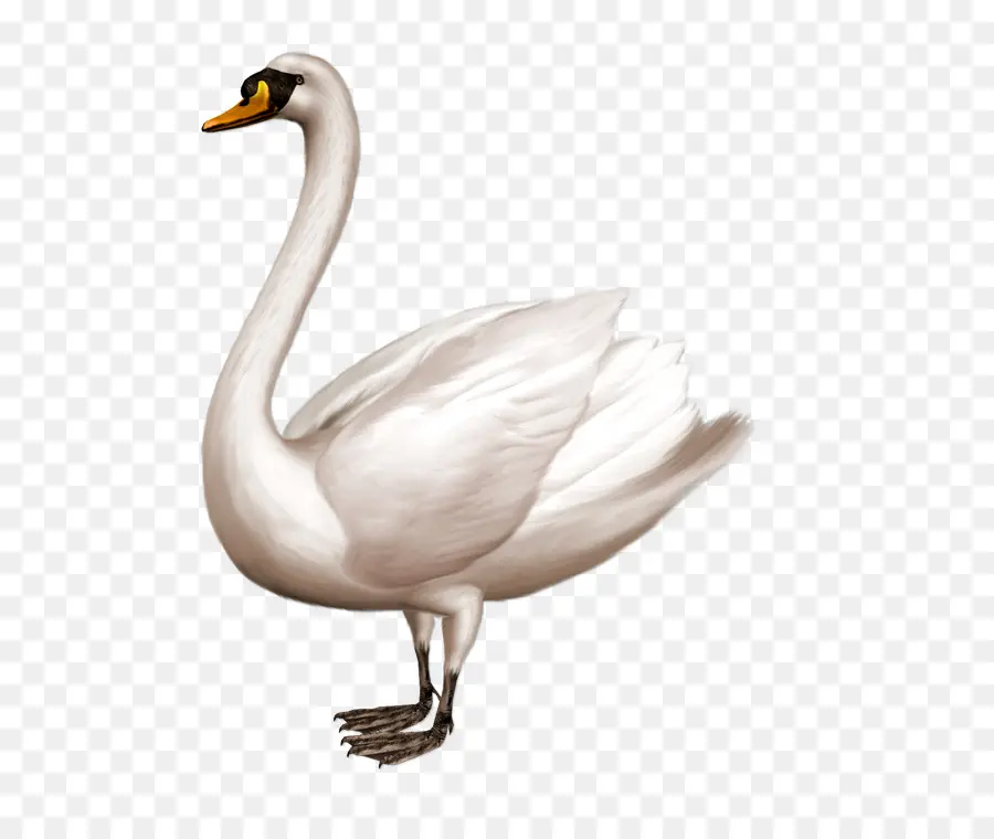 Cygne，Eau PNG