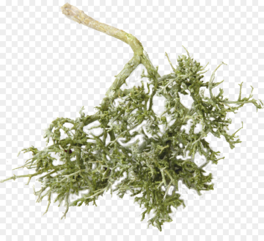 Lichen，Vert PNG