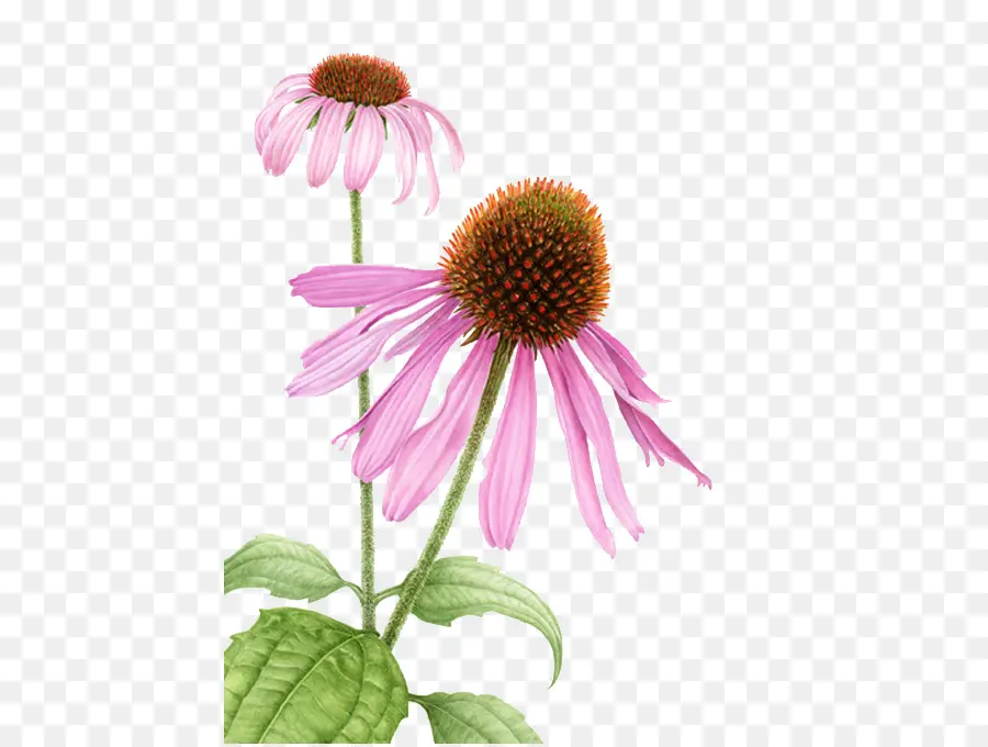 Echinacea Purpurea，Les Illustrations Botaniques PNG