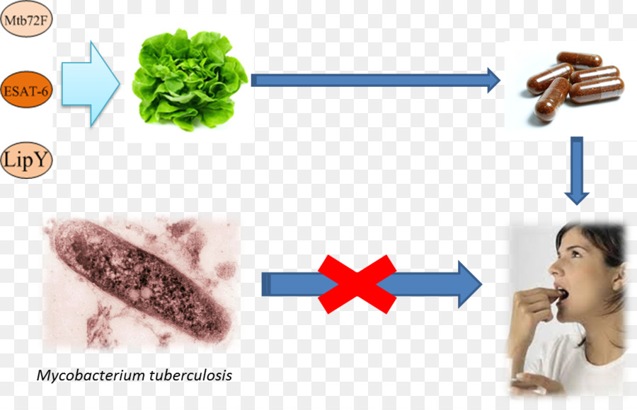 Mycobacterium Tuberculosis，La Tuberculose PNG