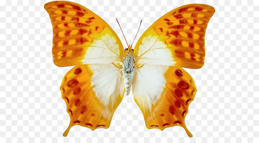 Papillon，Ordinateur Icônes PNG