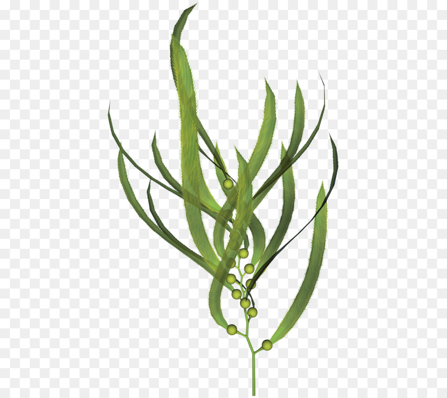 Plante Verte，Feuilles PNG