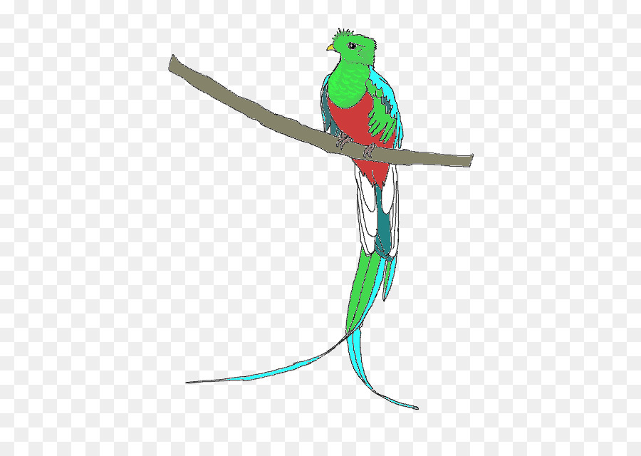 Oiseau，Bifurquer PNG