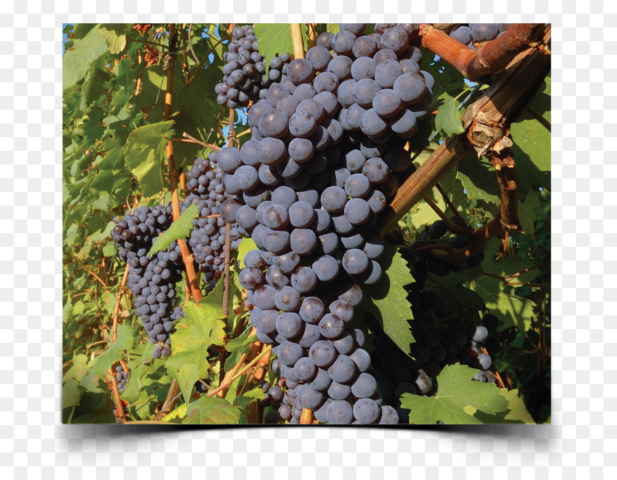 Vin，Nebbiolo PNG