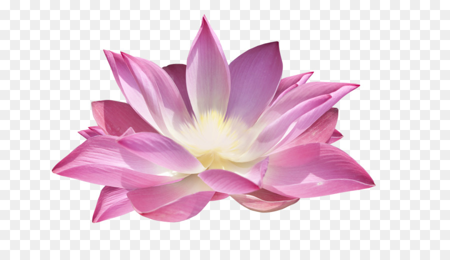 Fleurs De Lotus，Rose PNG