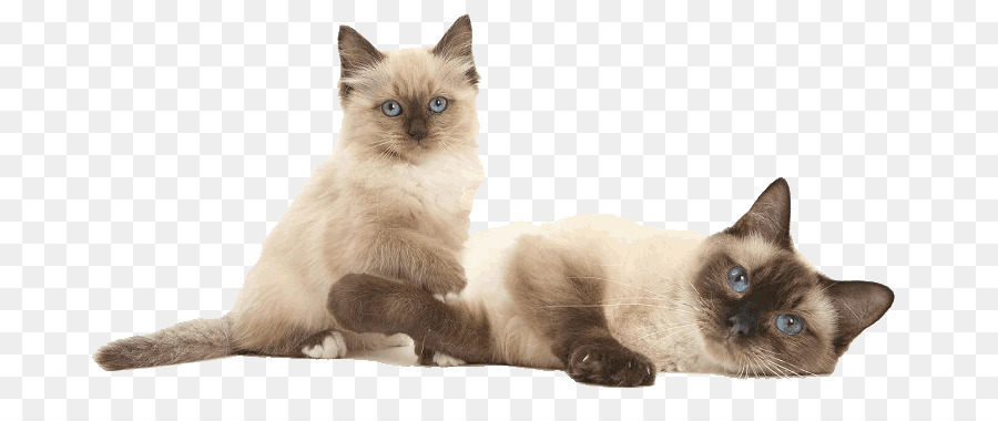 Chat Siamois Sacre De Birmanie Ragdoll Png Chat Siamois Sacre De Birmanie Ragdoll Transparentes Png Gratuit