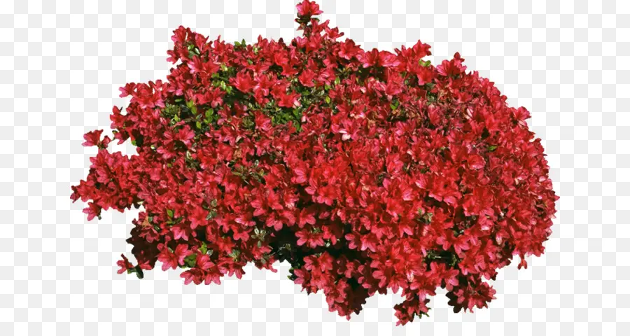 Fleurs Rouges，Buisson PNG