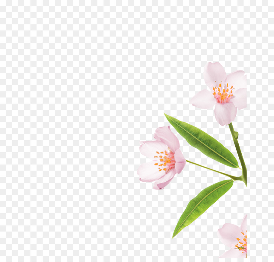 Teigne Des Orchidées，Fleur PNG