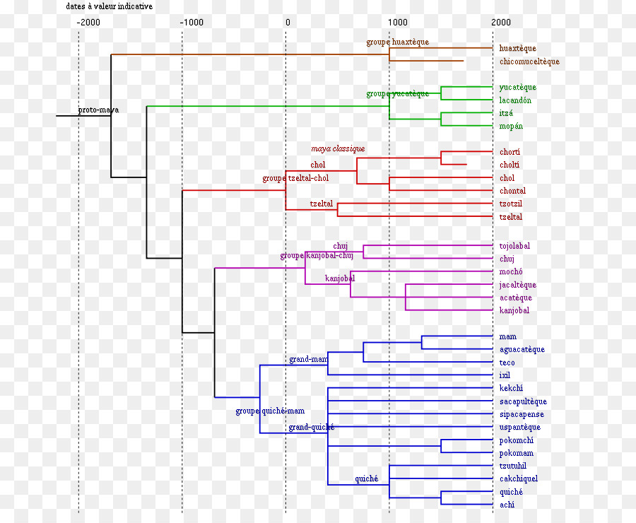 Arbre Phylogénétique，évolution PNG