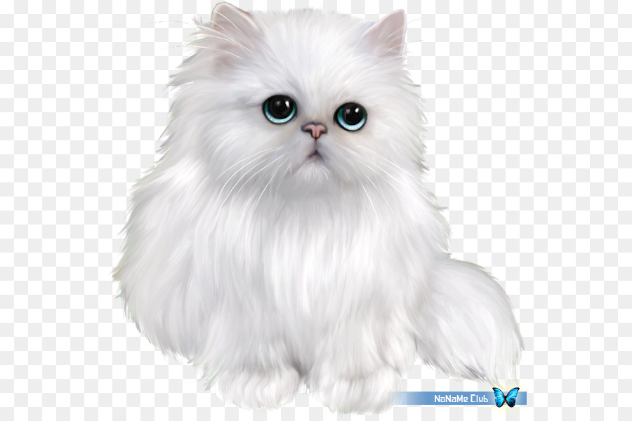 Chat Persan，L Exotic Shorthair PNG