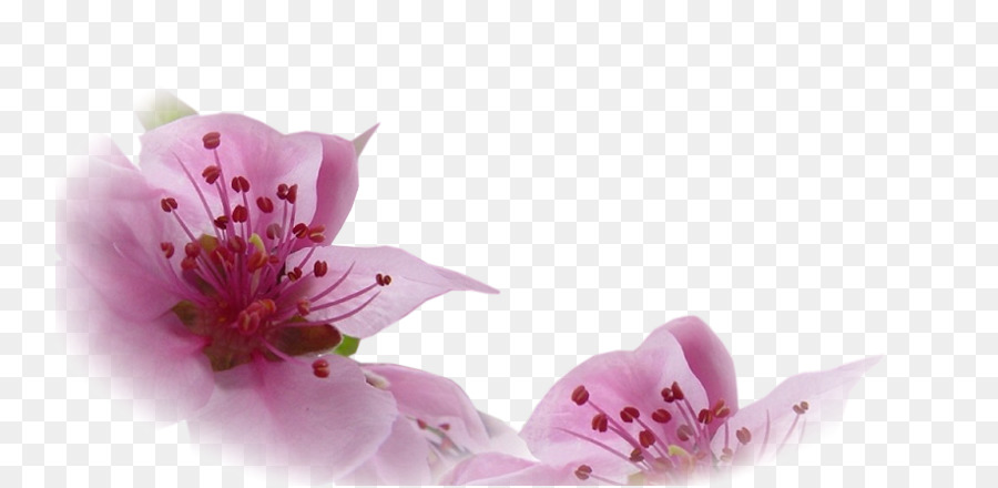 Fleurs Roses，Fleurs PNG