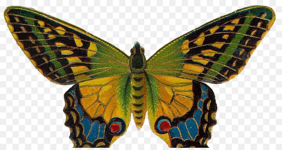 Papillon，L Art PNG