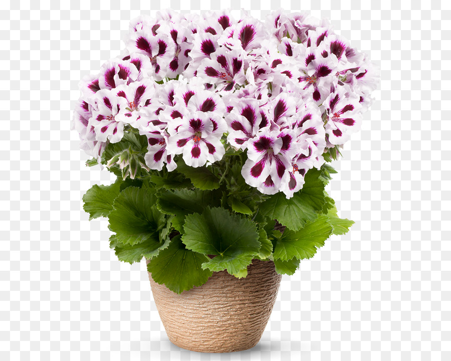 Fleurs，Fleurir PNG