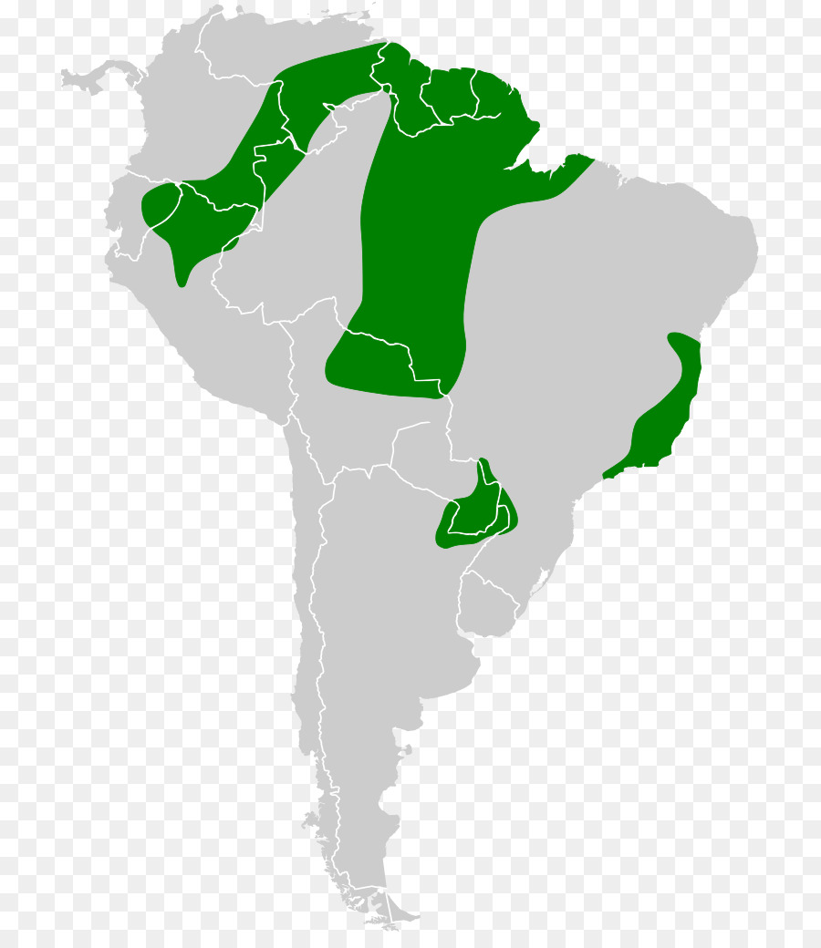 L Amérique Du Sud，Chauve Souris PNG