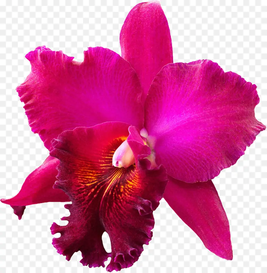Cattleya Cramoisi，Noël Orchidée PNG