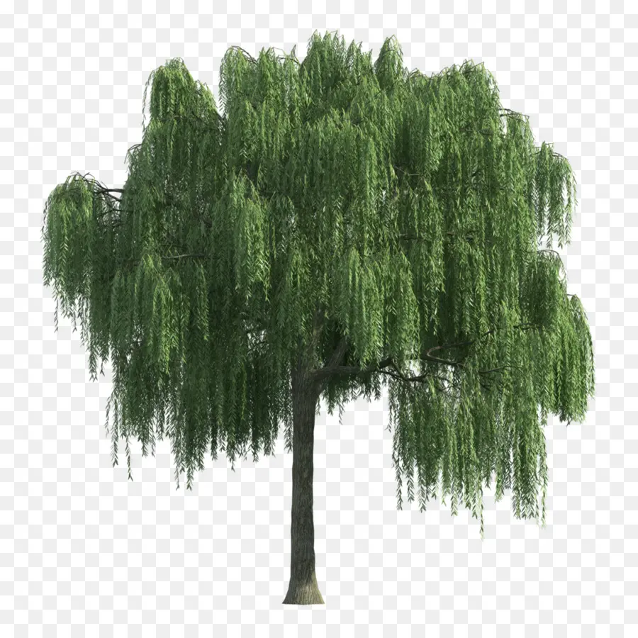 Arbre Vert，Saule PNG