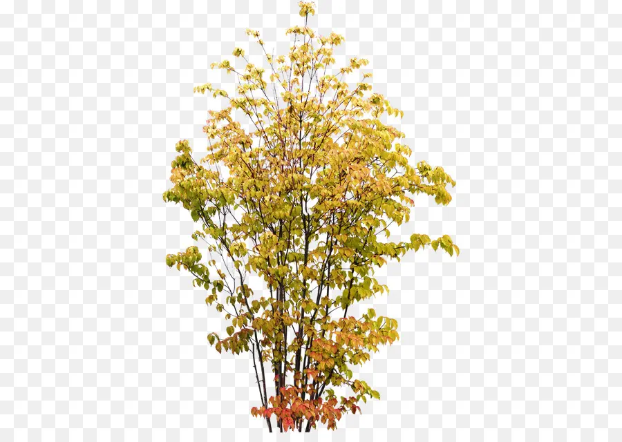 Arbre D'automne，Feuilles PNG