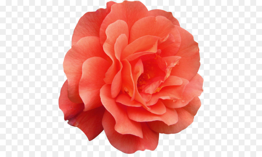 Rose Rose，Fleurir PNG