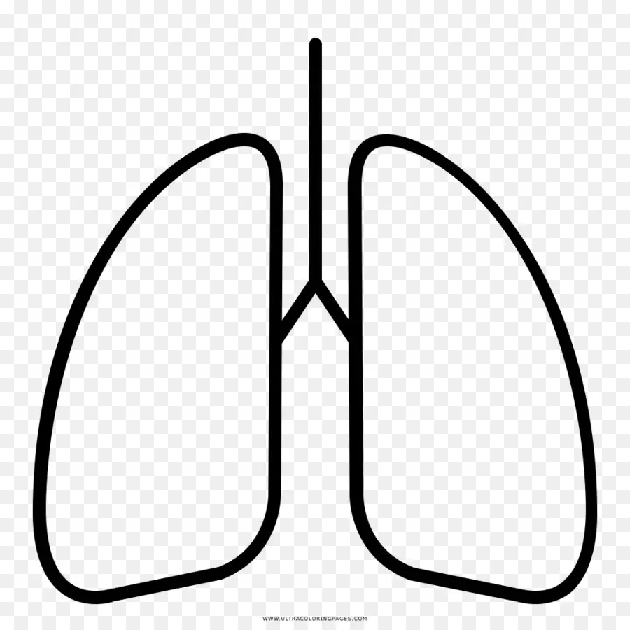 Poumons，Respiration PNG