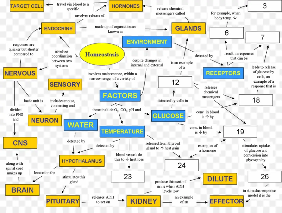 Diagramme D'homéostasie，Biologie PNG