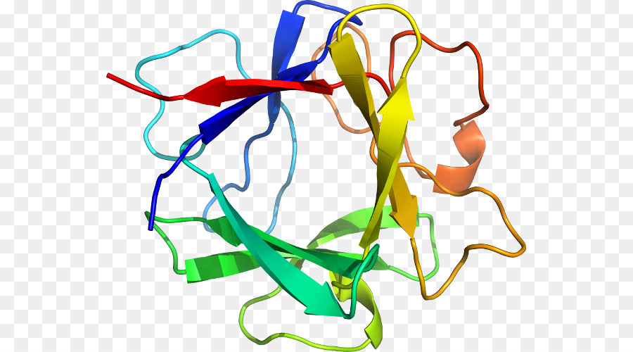 Structure Des Protéines，Biologie PNG