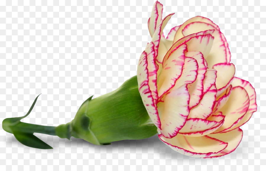 Rose，Fleur PNG