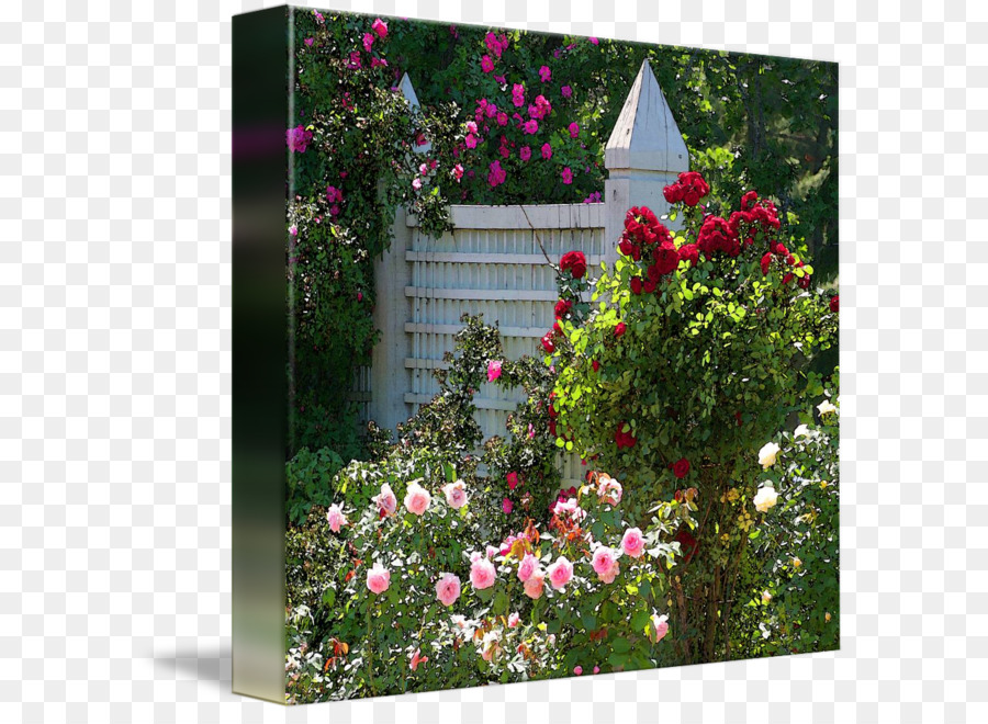 Les Roses De Jardin，Rose PNG