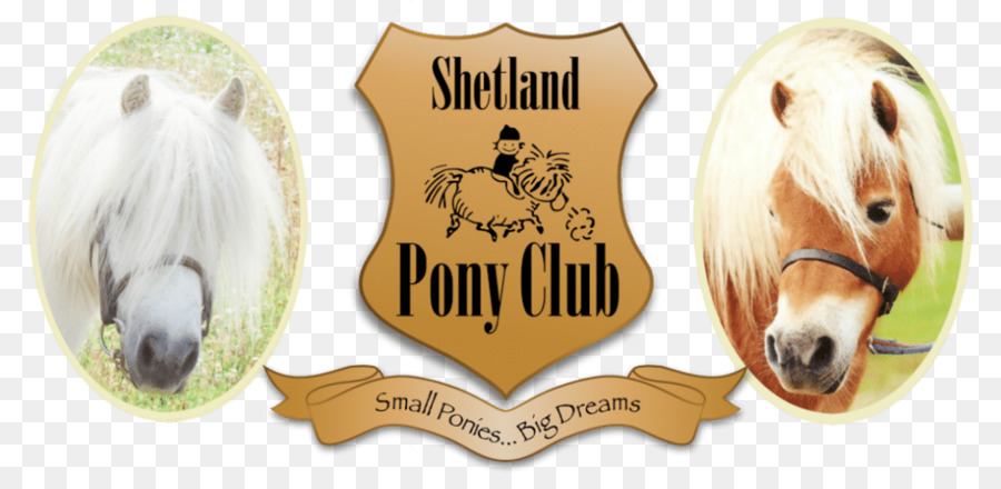 Poney Shetland，Poney PNG