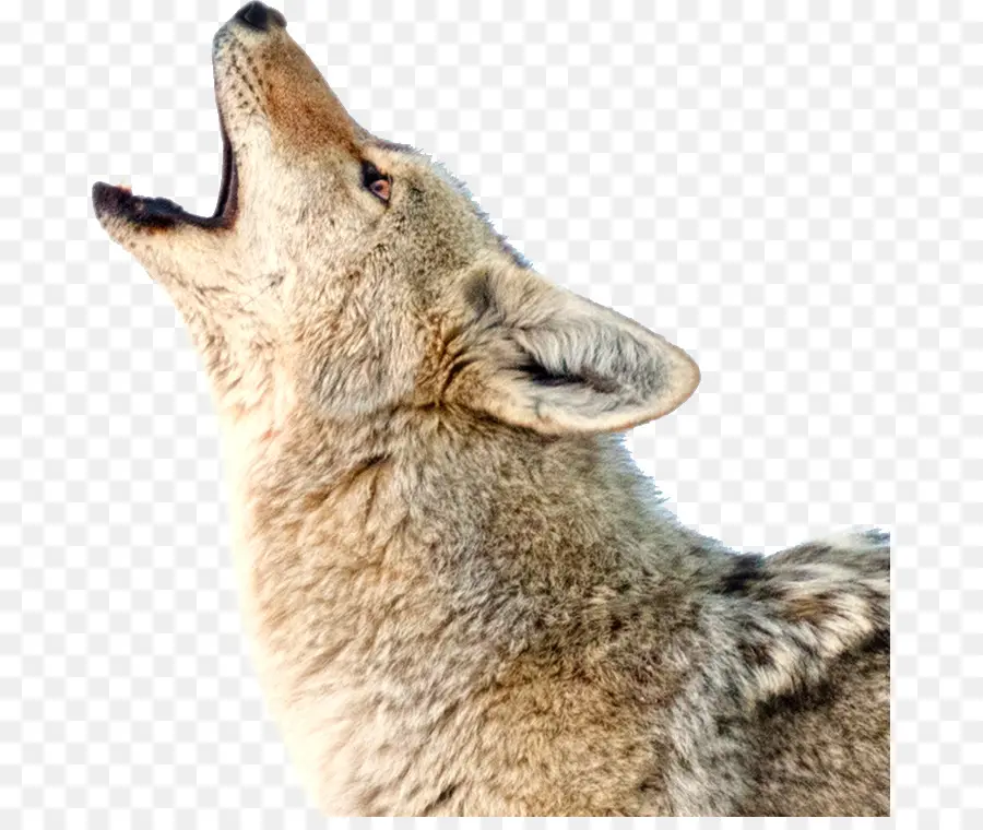 Coyote，Chien PNG