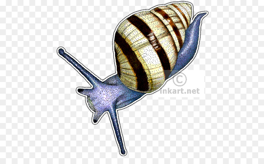 Escargot，Dessin PNG