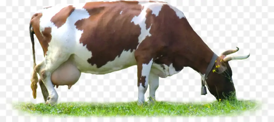 Vache，Herbe PNG