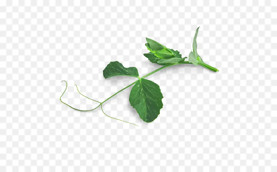 Feuille Verte，Tige PNG