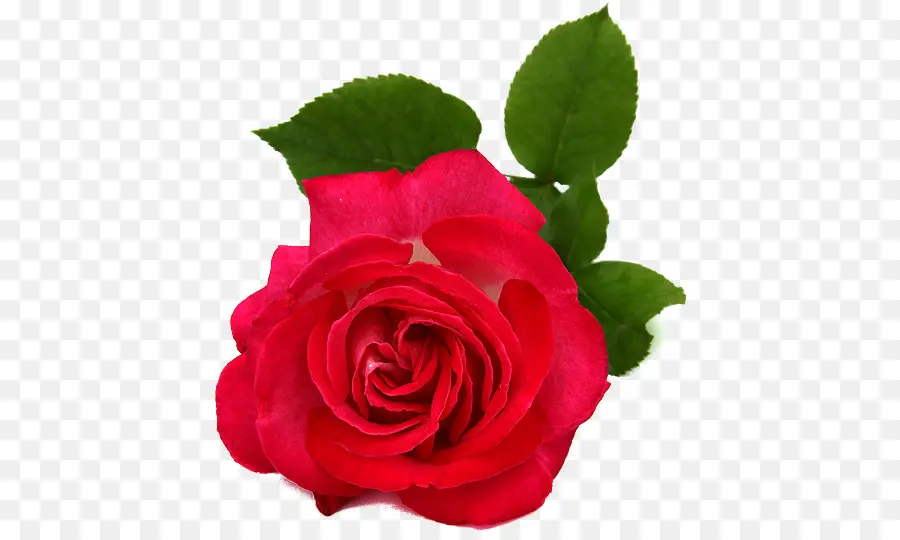 Rose Rose，Fleur PNG