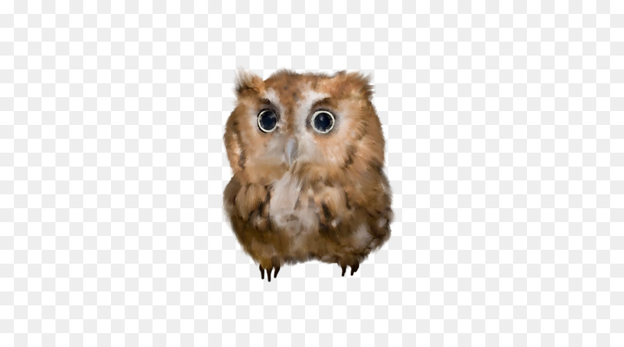 Hibou，Nocturne PNG