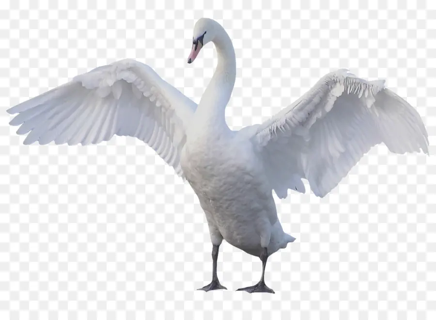 Oie，Swan Muet PNG