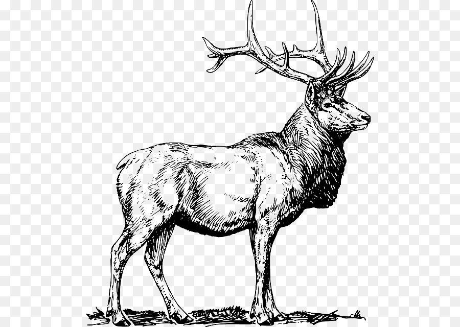 Elk，Cerf PNG