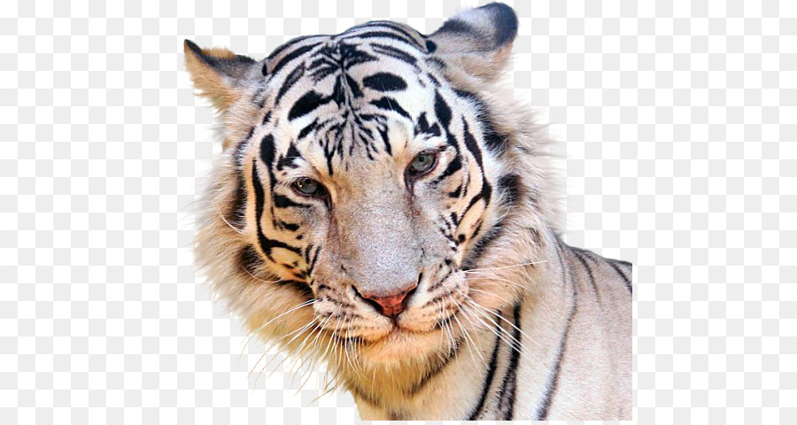 Tigre，Gfycat PNG