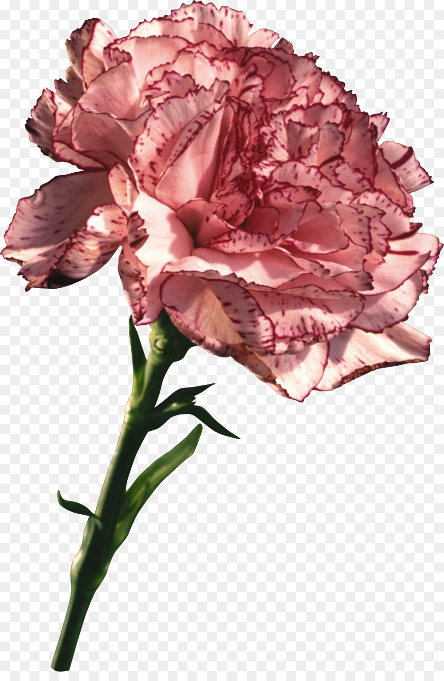 Fleur，Rose PNG