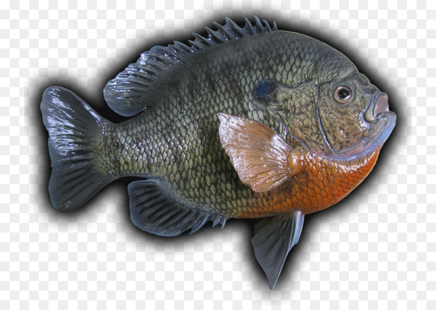 Poisson，Aquatique PNG